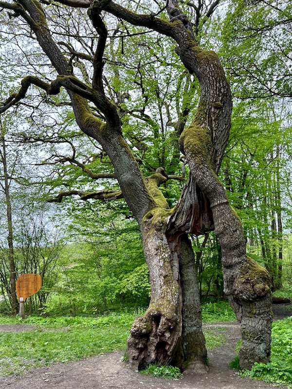 14_Boggerwandertag_Betteleichenweg