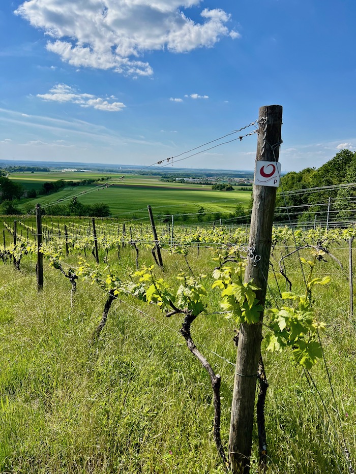 11_traumrunde prichsenstadt_mariengarten