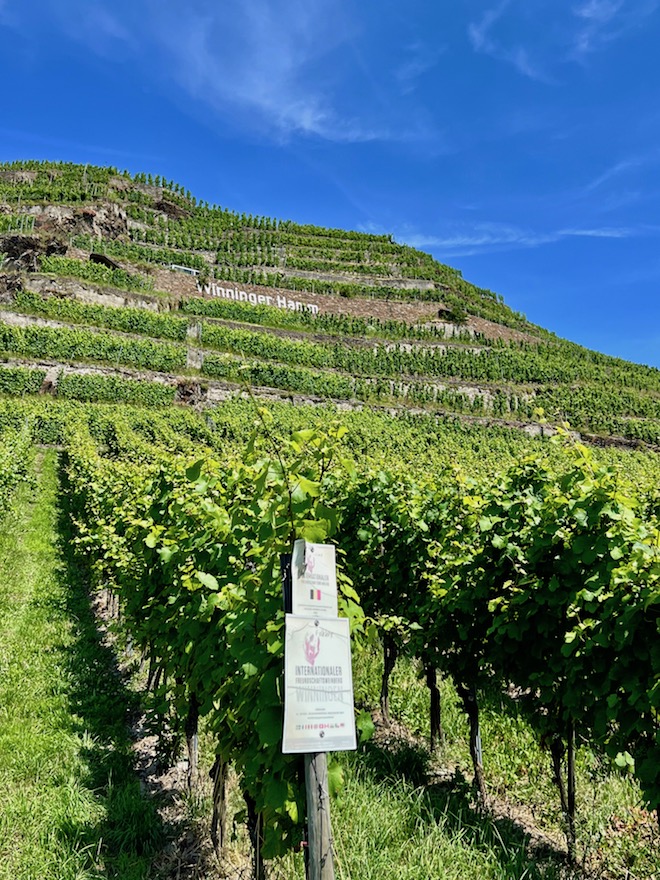 4_winningen_weinberge