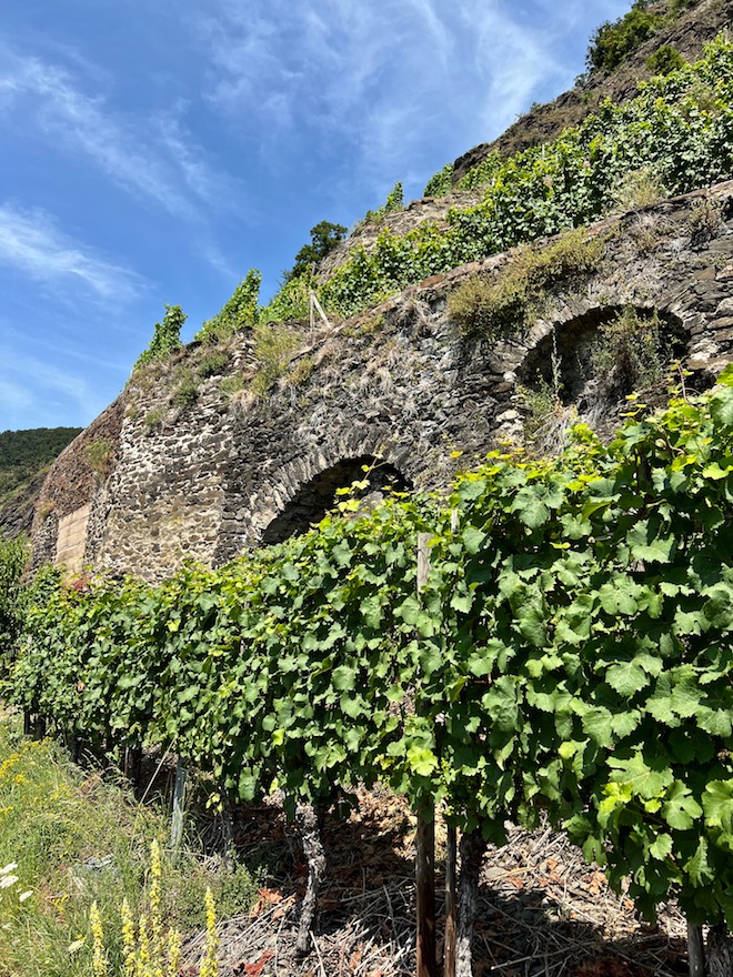 6_winningen_weinbergsterrassen